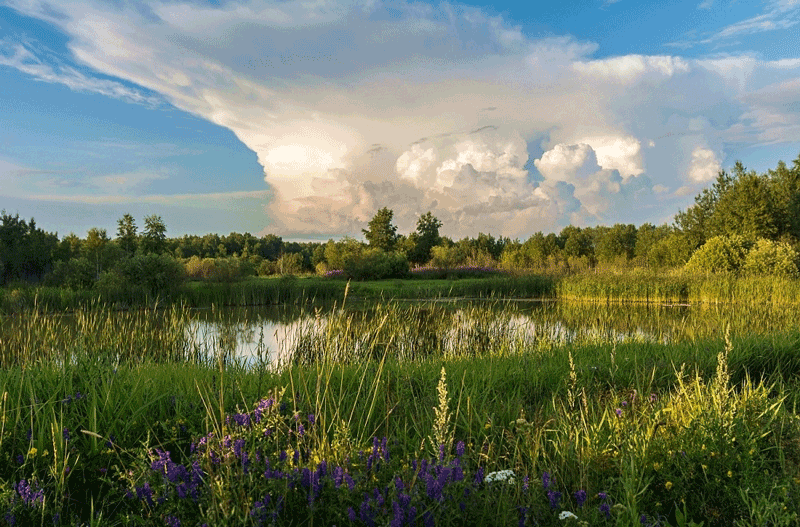 «Ещё кукушка не кукует...»