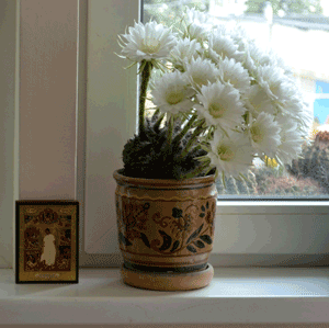 «Я вчера сажала астры...»