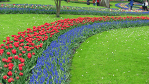 Клубятся сны