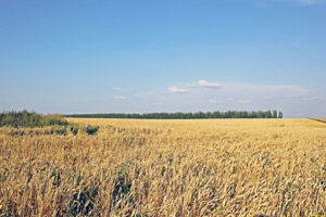 «Мои фразы – поверхностный слой...»