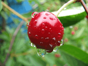 «На день рожденья приглашала дождь...»