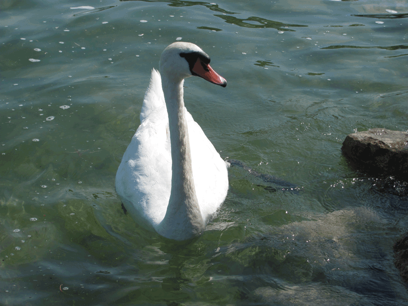 «Не боли, головушка...» (2)