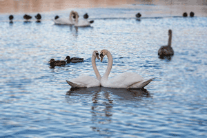 Не боли, головушка...