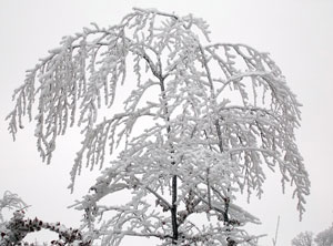 «Стучится грусть...»