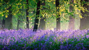 «Вот легла на порог тень последнего майского дня...»